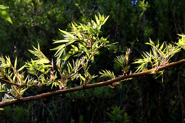 Sorbaria