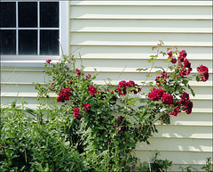 Roses by the Garage