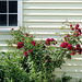 Roses by the Garage