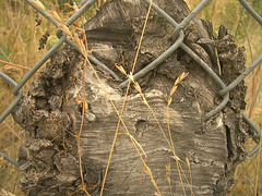 Fence Log