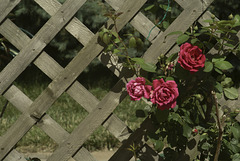 Roses on the Trellis