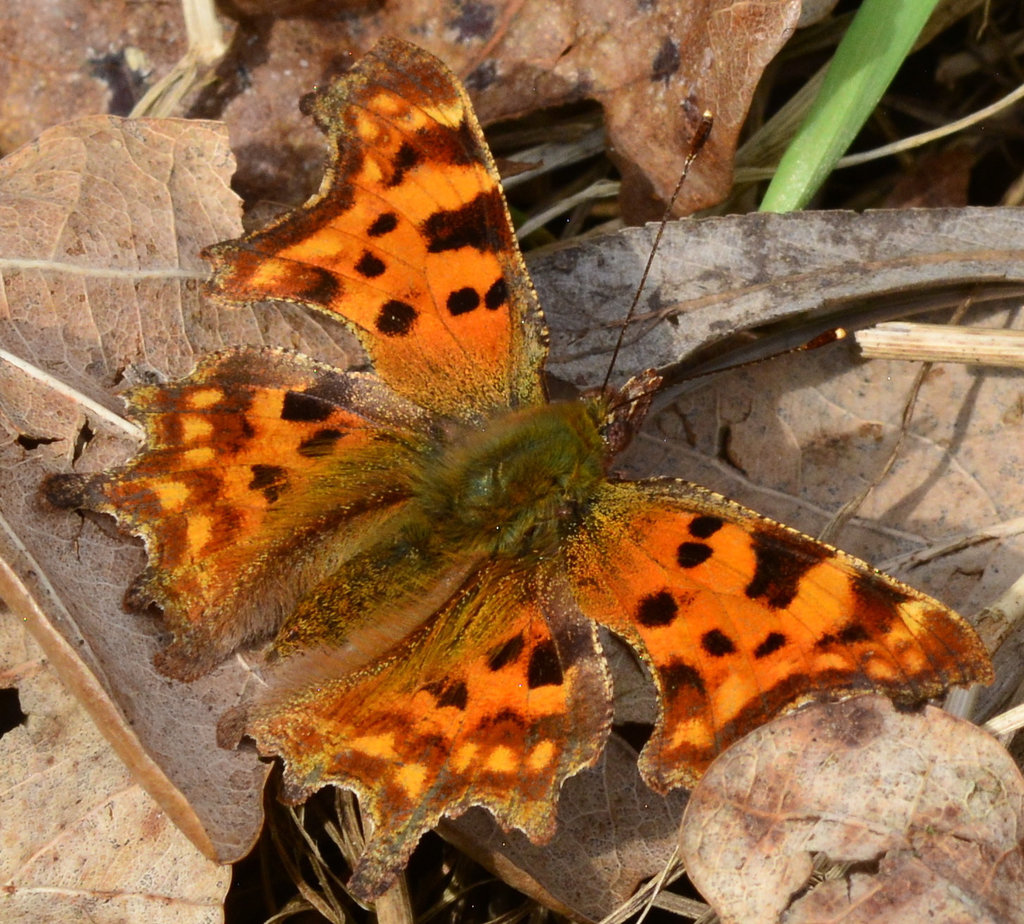 Comma, Polygonia c-album