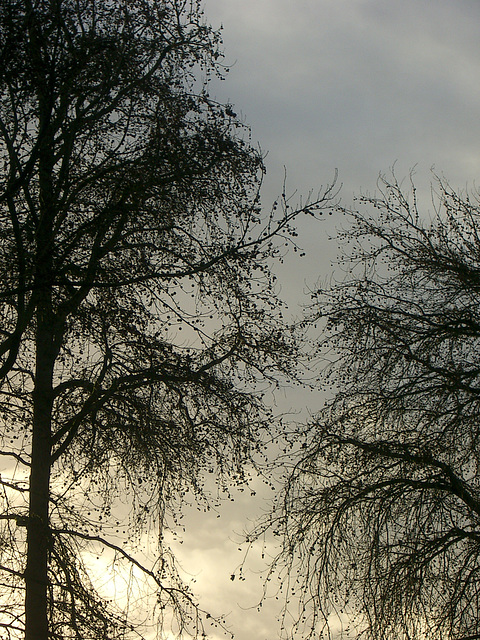 winter trees