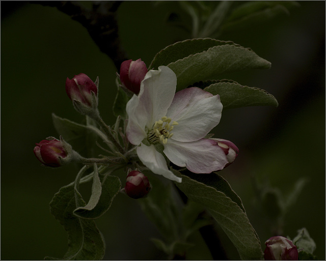 Apple blossom