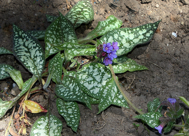 Pulmonaire (2)