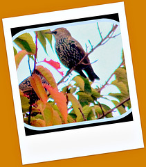 Two thrushes