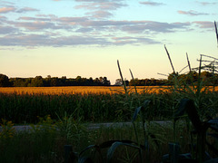 Sky over Corn