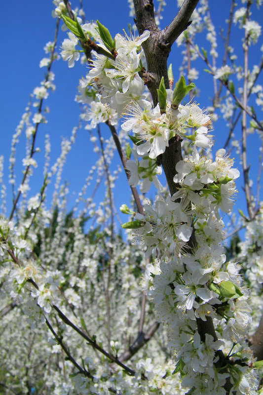 Fleurs blanches