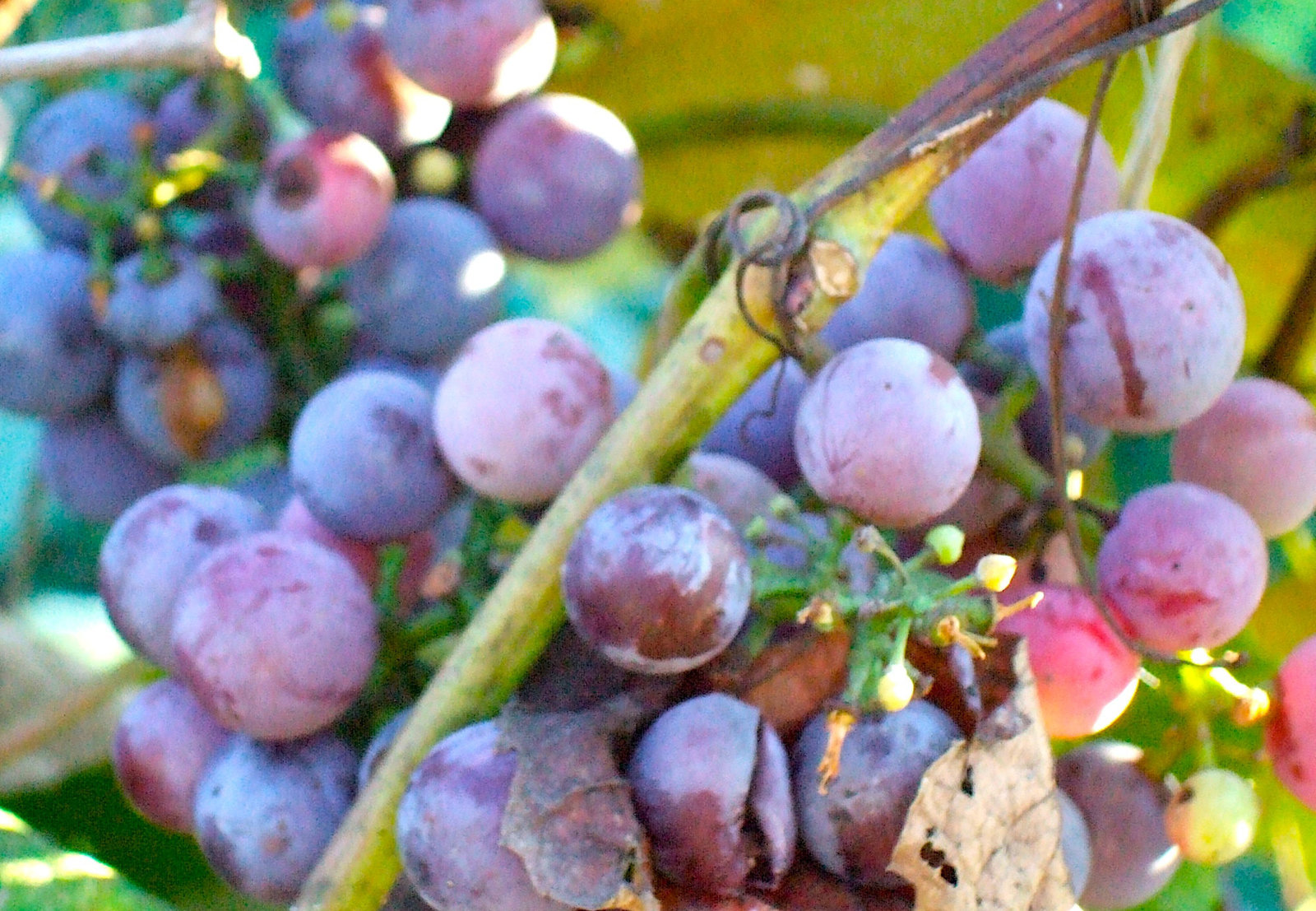 Grapes