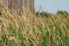 Tall Grass by the Barn