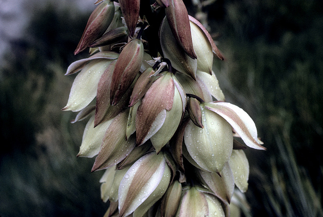 Yucca