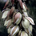 Yucca