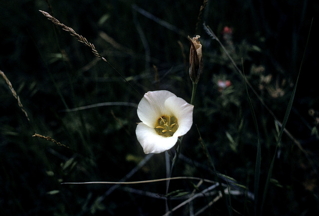 Badlands flora