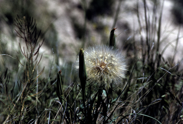 Badlands flora