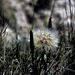 Badlands flora