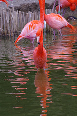 Parc aux oiseaux - Villars les Dombes - Ain