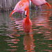 Parc aux oiseaux - Villars les Dombes - Ain