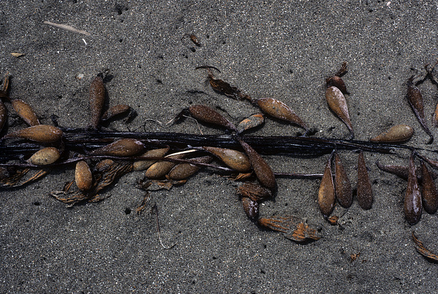 offerings of the sea