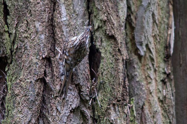 20140502 1794VRTw [D-HVL] Waldbaumläufer (Certhia familiaris), Gülper See, Südufer