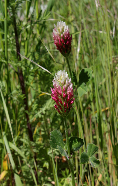 Trifolium incarnatum - Trèfle incarnat