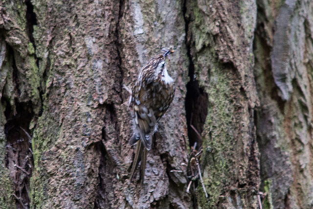 20140502 1792VRTw [D-HVL] Waldbaumläufer (Certhia familiaris), Gülper See, Südufer