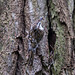 20140502 1792VRTw [D-HVL] Waldbaumläufer (Certhia familiaris), Gülper See, Südufer