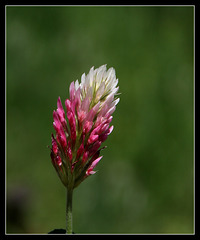 Trifolium incarnatum - Trèfle incarnat