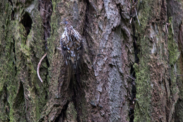 20140502 1788VRTw [D-HVL] Waldbaumläufer (Certhia familiaris), Gülper See, Südufer