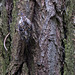20140502 1788VRTw [D-HVL] Waldbaumläufer (Certhia familiaris), Gülper See, Südufer