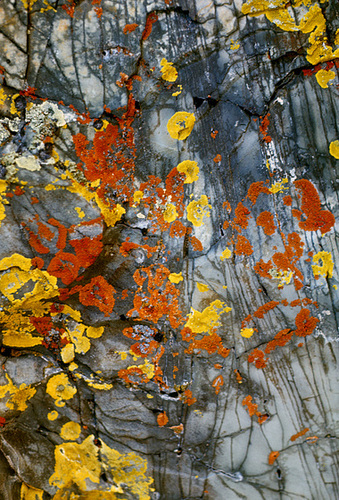 lichen - Glacier NP
