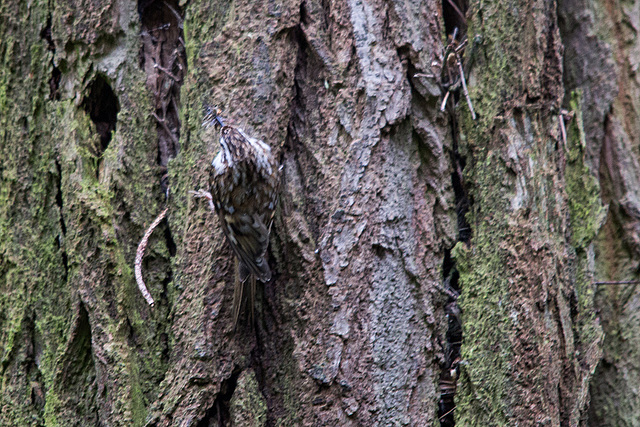 20140502 1787VRTw [D-HVL] Waldbaumläufer (Certhia familiaris), Gülper See, Südufer