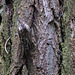 20140502 1787VRTw [D-HVL] Waldbaumläufer (Certhia familiaris), Gülper See, Südufer