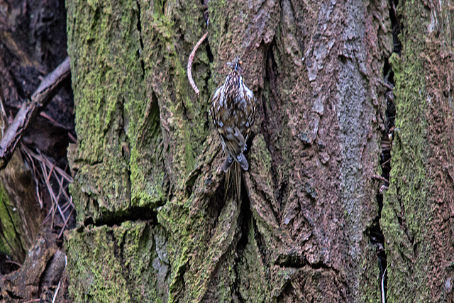 20140502 1784VRTw [D~HVL] Waldbaumläufer (Certhia familiaris), Gülper See, Südufer