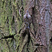 20140502 1784VRTw [D~HVL] Waldbaumläufer (Certhia familiaris), Gülper See, Südufer