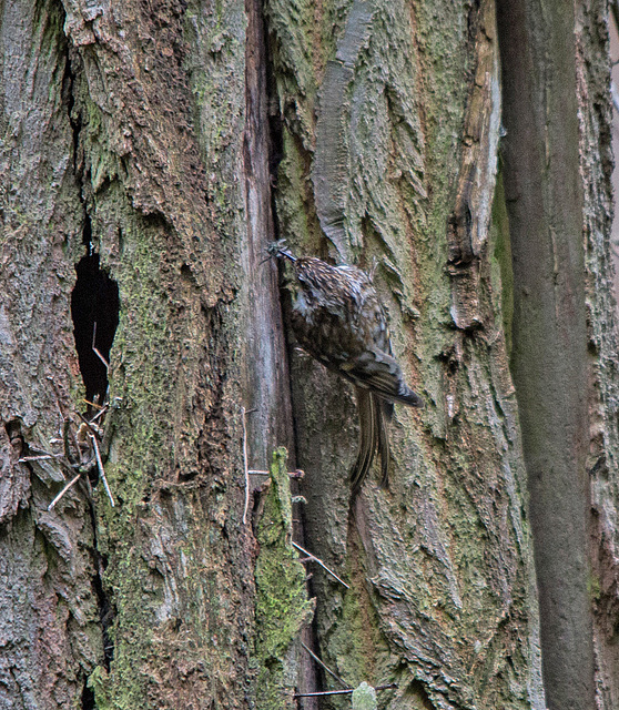 20140502 1781VRTw [D~HVL] Waldbaumläufer (Certhia familiaris), Gülper See, Südufer