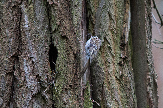 20140502 1778VRTw [D~HVL] Waldbaumläufer (Certia familiaris), Gülper See, Südufer