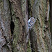 20140502 1778VRTw [D~HVL] Waldbaumläufer (Certia familiaris), Gülper See, Südufer