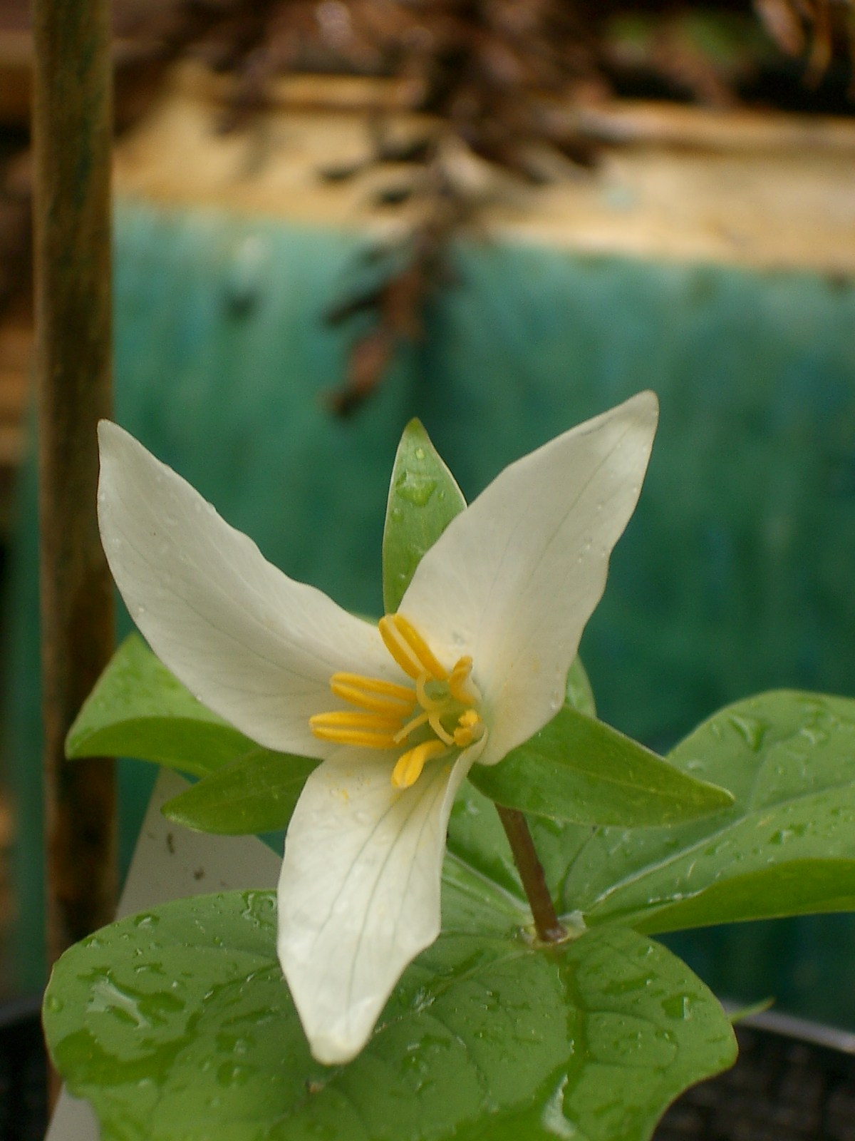 trillium