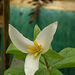 trillium