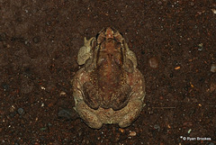 20110604-0174 Duttaphrynus melanostictus (Schneider, 1799)