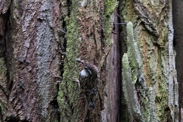 20140502 1769VRTw [D-HVL] Waldbaumläufer (Certhia familiaris), Gülper See, Südufer