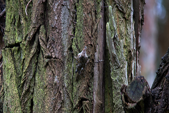 20140502 1764VRTw [D-HVL] Waldbaumläufer (Certhia familiaris), Gülper See, Südufer