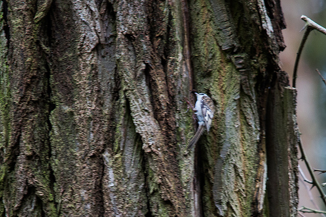 20140502 1757VRTw [D-HVL] Waldbaumläufer (Certhia familiaris), Gülper See, Südufer