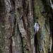 20140502 1757VRTw [D-HVL] Waldbaumläufer (Certhia familiaris), Gülper See, Südufer