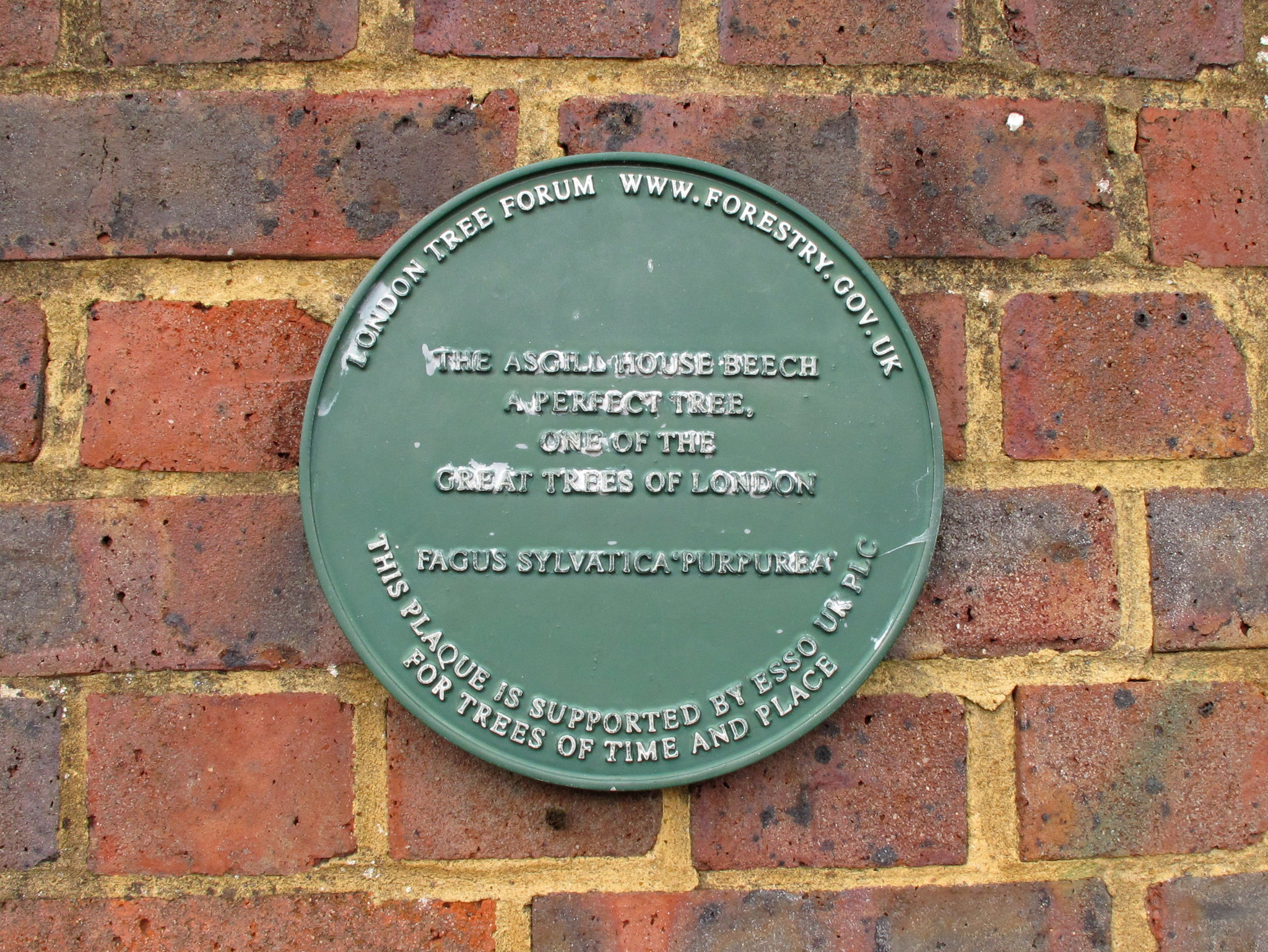 Asgill House Beech Plaque