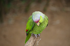 Parc aux oiseaux - Villars les Dombes - Ain