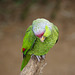 Parc aux oiseaux - Villars les Dombes - Ain