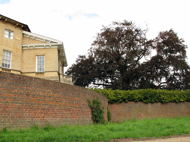 Asgill House Beech