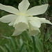 white daffodil grace