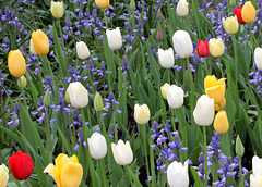 Three red tulips